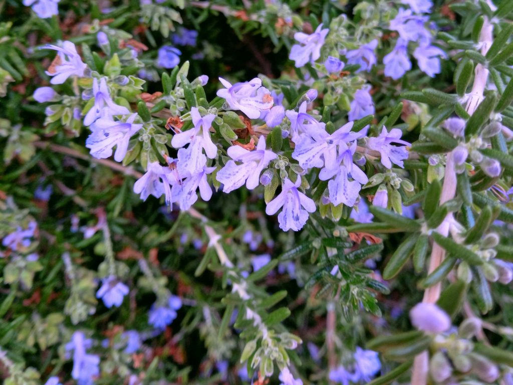 ローズマリー