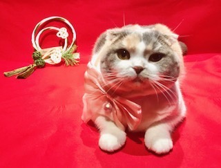 明けましておめでとうございます