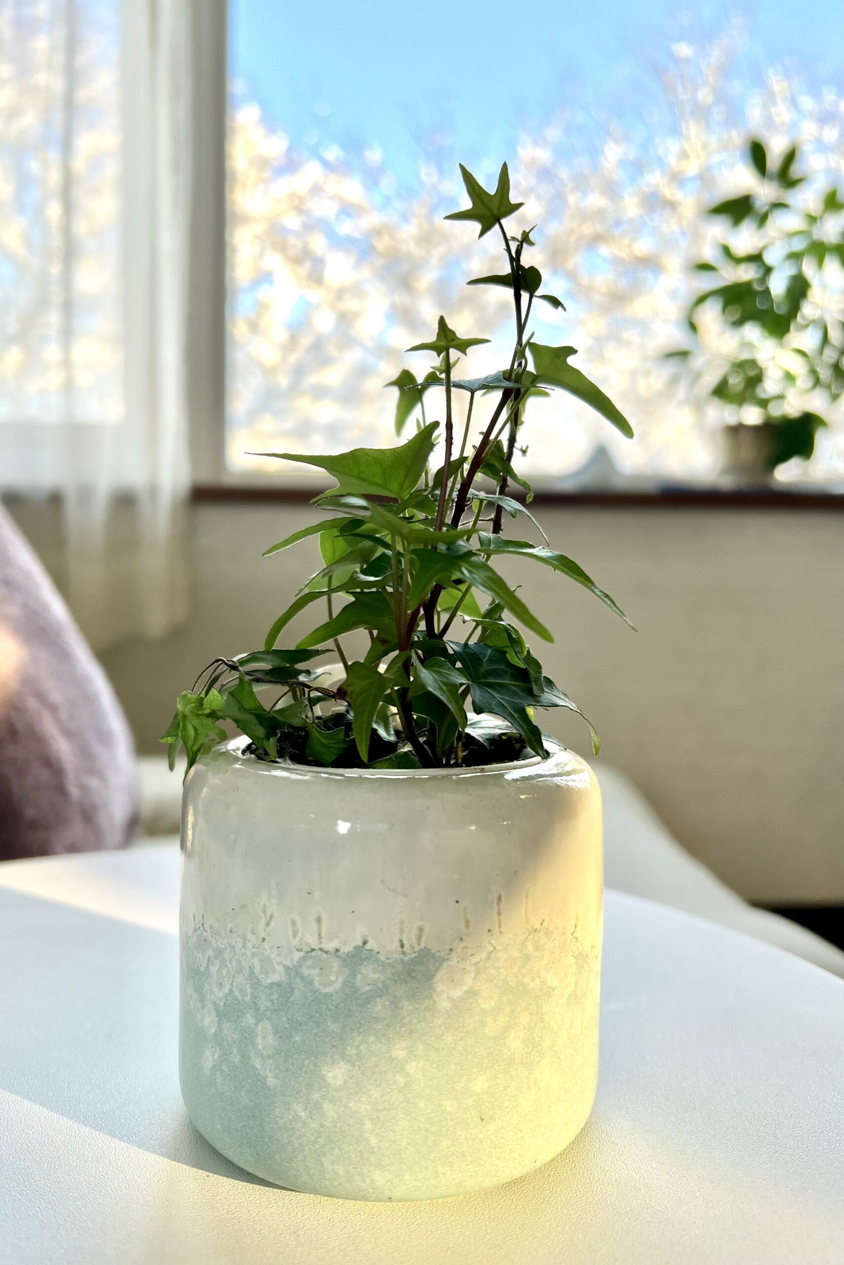 シェリール2周年です